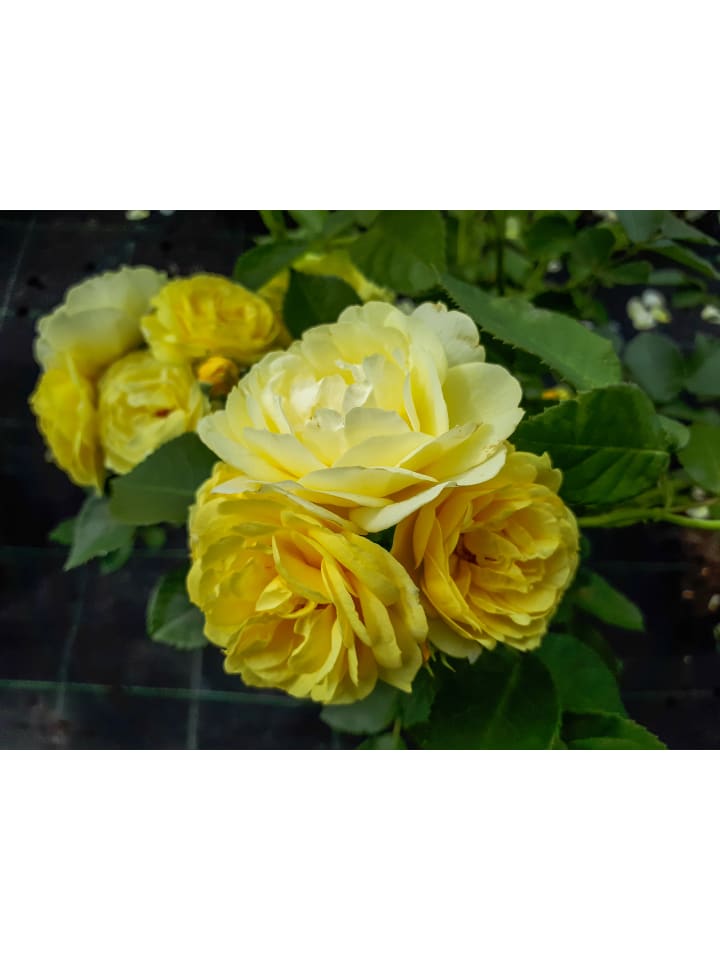 OH2 6er-Set: Rosen Polyantha in Bunt  günstig kaufen onesize