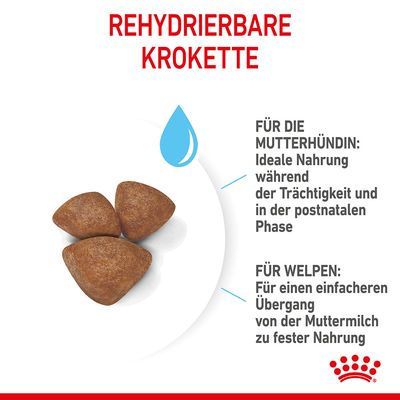 Royal Canin Mini Starter Mother & Babydog