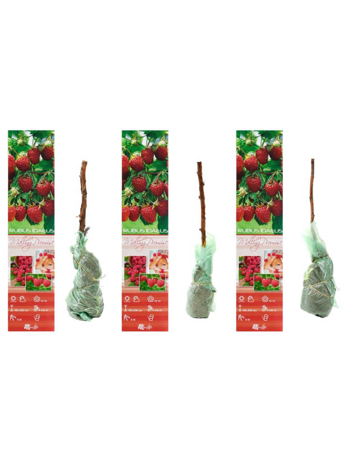 OH2 3er-Set  Himbeeren in Rot günstig kaufen onesize