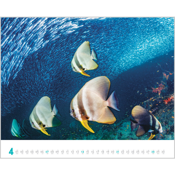 DIVE 2024 - Kalender