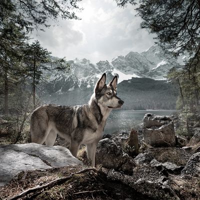 Wolf of Wilderness Dosendeckel