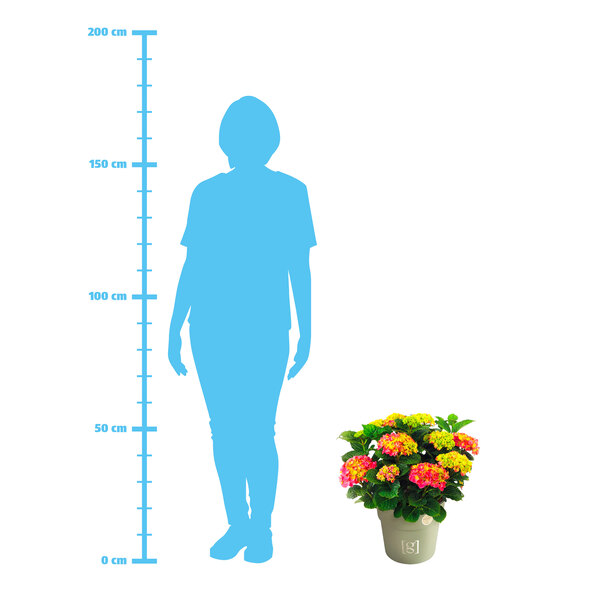 Bauernhortensie King Size Pink
