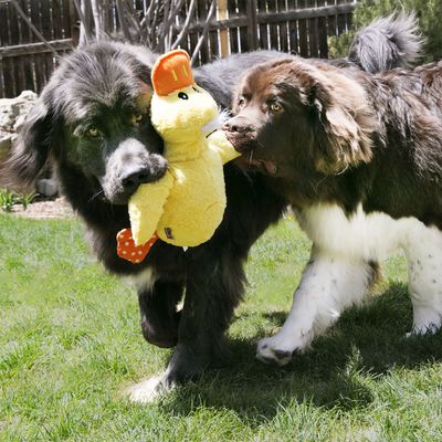 KONG Comfort Jumbo Ente