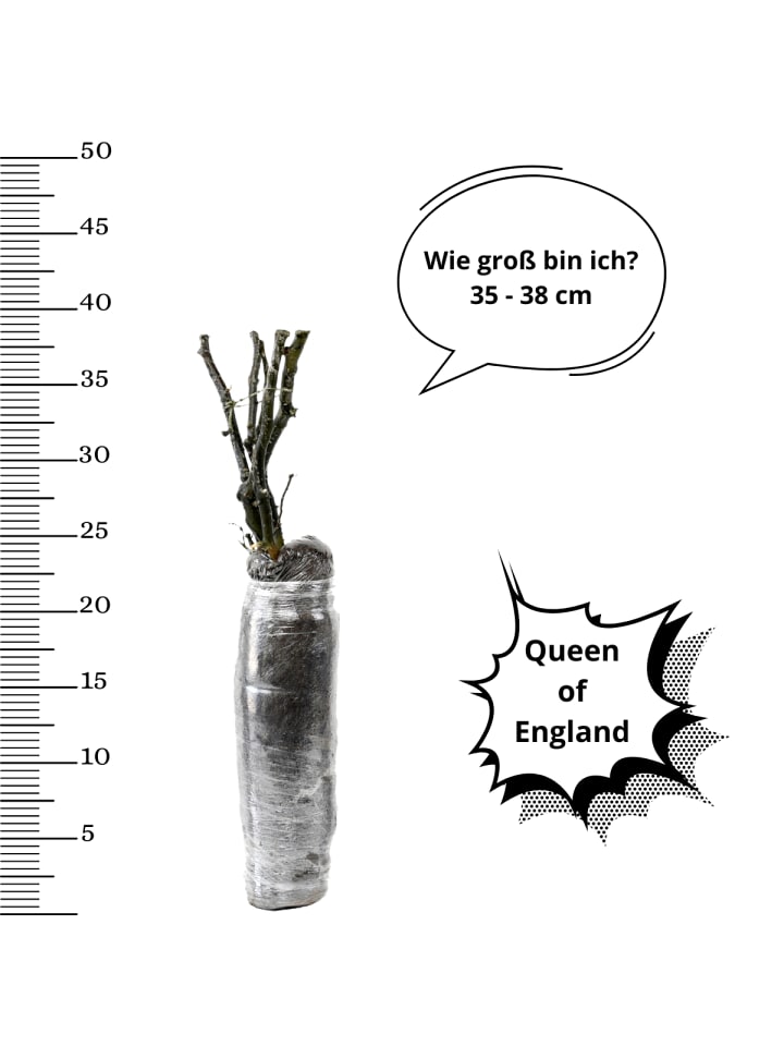 OH2 3er-Set Großblütige Rosen in Rosa günstig kaufen onesize