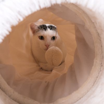 Katzen-Spieltunnel 3in1