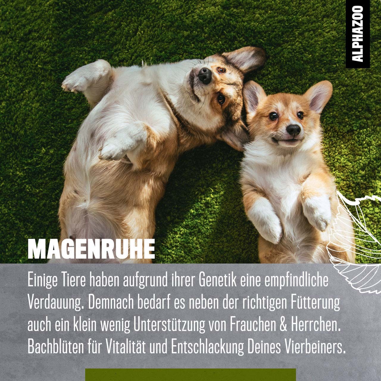 ALPHAZOO Ergänzungsfutter & Aufzucht ALPHAZOO Magenruhe Bachblüten, Globuli für Hunde und Katzen
