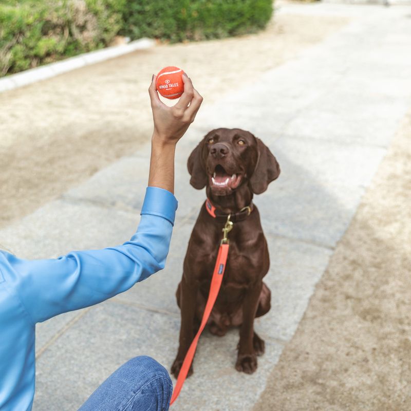 Nomad Tales Bloom Tennisball-Set zu TOP-Preisen