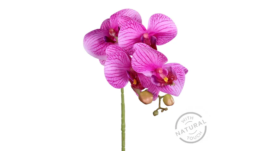 Orchidee purple