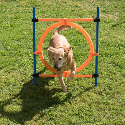 Agility Fun & Sport Sprungring